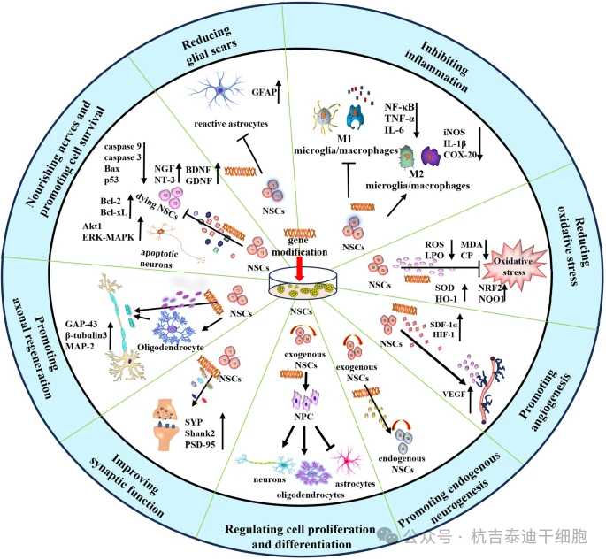 基因改造對神經(jīng)干細胞在神經(jīng)損傷中的生物學(xué)效應(yīng)的詳細說明?；蚋脑斓腘SC是特定分子的理想載體，可最大限度地發(fā)揮細胞治療的潛力，并通過多種機制產(chǎn)生更高的治療效率