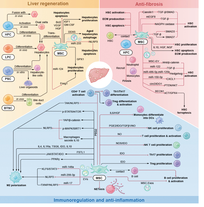 圖2：細(xì)胞治療肝病的潛在機(jī)制