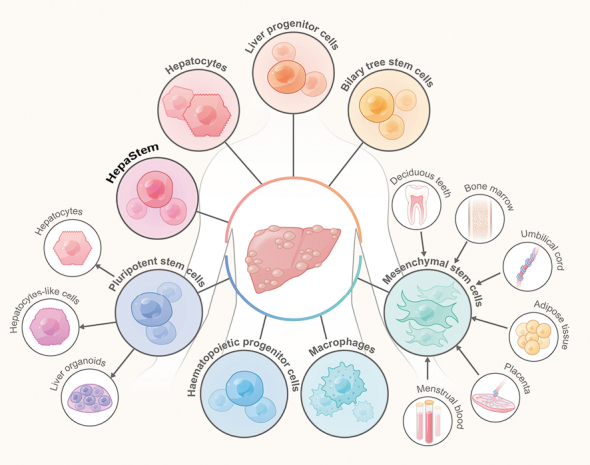 圖1：用于治療終末期肝病的細(xì)胞來(lái)源和類型