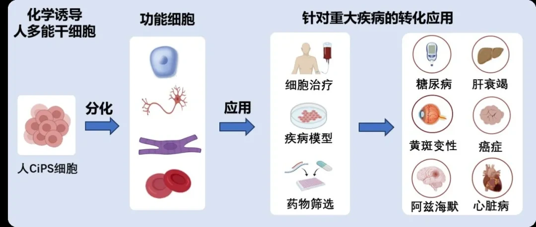 化學(xué)誘導(dǎo)人多能干細胞的應(yīng)用前景