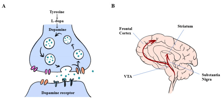圖1：多巴胺能神經(jīng)元中多巴胺生物合成和大腦中多巴胺釋放的途徑。