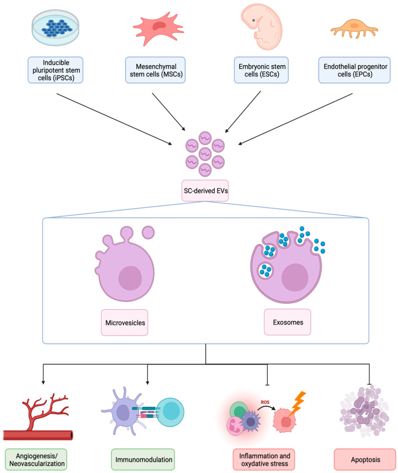 圖1：不同類型SC衍生EV的生物發(fā)生、結構和治療機制