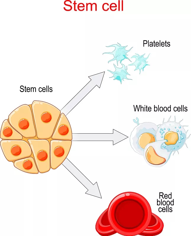 干細(xì)胞移植和分化圖
