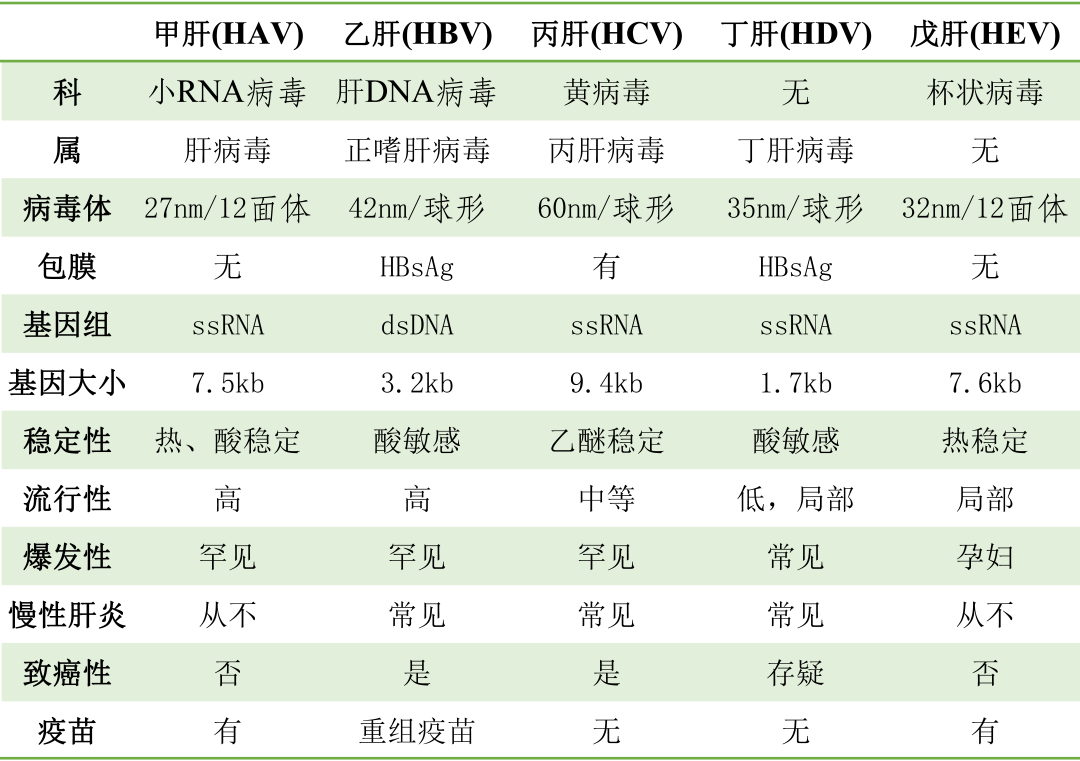 常見肝炎病毒分型