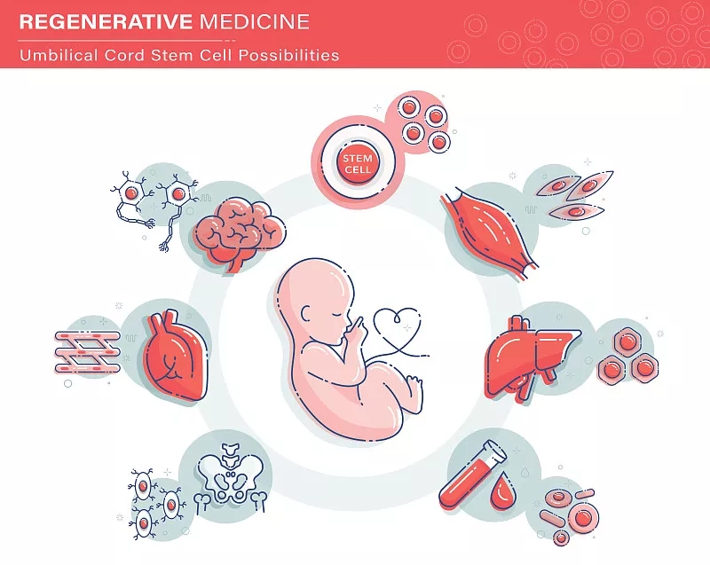 臍帶間充質(zhì)干細(xì)胞對(duì)于多種疾病的治療機(jī)理