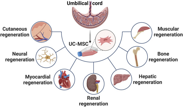 臍帶間充質(zhì)干細(xì)胞在治療皮膚、神經(jīng)、心肌、腎臟、肝臟、骨骼和肌肉功能障礙等多種疾病中的應(yīng)用