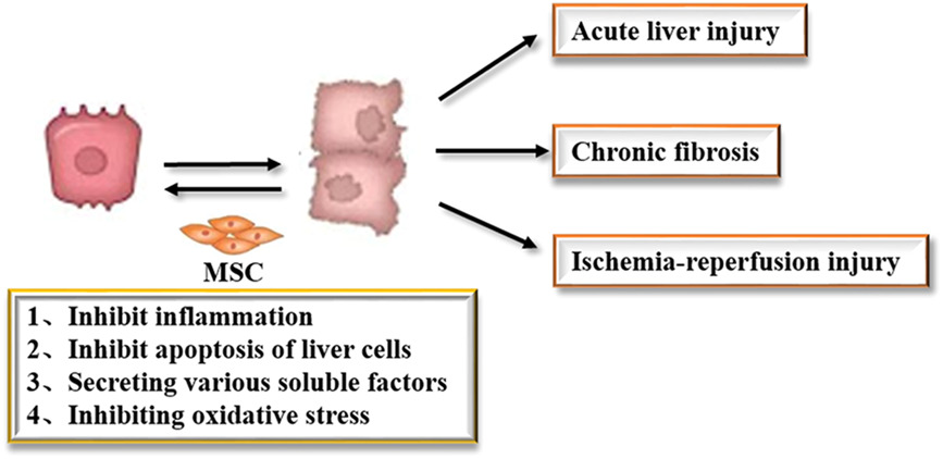 間充質干細胞治療肝損傷的類型
