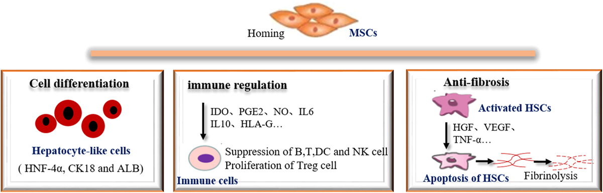 間充質干細胞 (MSCs) 在肝纖維化中的潛在作用