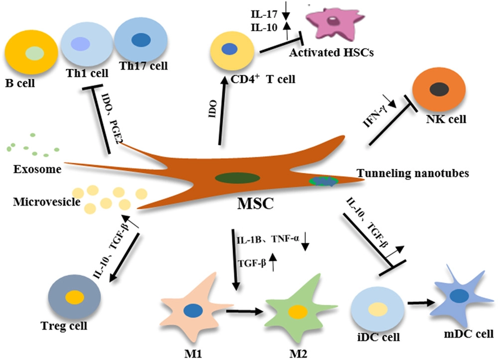 間充質干細胞 (MSCs) 的免疫調節(jié)