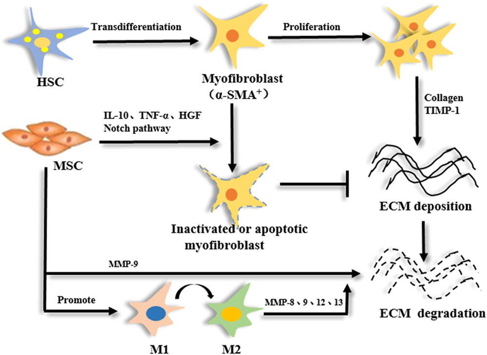 間充質干細胞 (MSC) 減少纖維化的機制