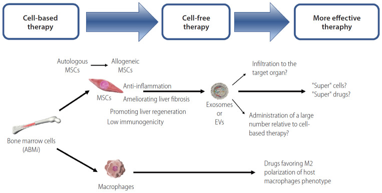 圖1：細(xì)胞療法（ABMi、MSC和巨噬細(xì)胞）及無細(xì)胞療法（外泌體或EV）治療肝硬化的前景