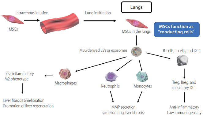 圖2：間充質(zhì)干細(xì)胞概述MSC作為巨噬細(xì)胞、嗜中性粒細(xì)胞、單核細(xì)胞、T細(xì)胞、B細(xì)胞和DC的“傳導(dǎo)細(xì)胞”。