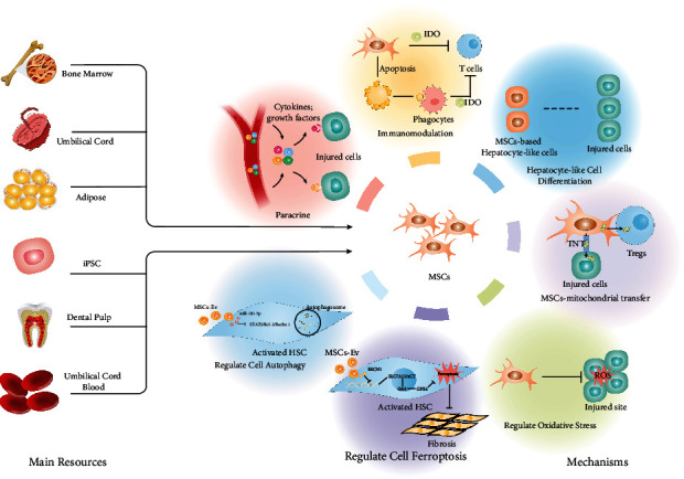 間充質干細胞治療肝纖維化/肝硬化的主要資源和潛在治療機制