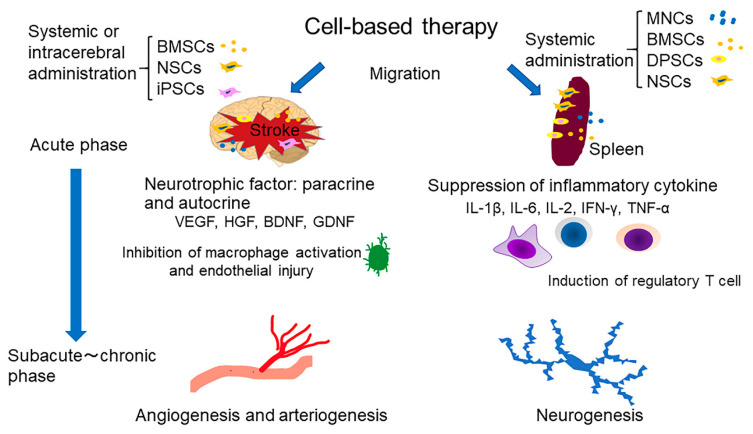 圖1：干細(xì)胞療法治療中風(fēng)的機(jī)制概述。