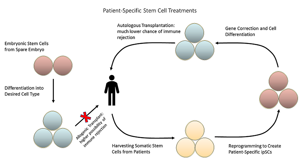 圖2：可以從患者體內(nèi)采集成體干細(xì)胞并將其重新編程為誘導(dǎo)多能干細(xì)胞，以創(chuàng)建針對(duì)患者的療法，從而降低免疫排斥的風(fēng)險(xiǎn)