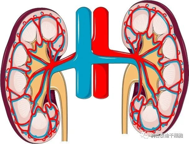 腎臟疾?。焊杉毎煼ㄈ绾螌ζ涮峁椭?？