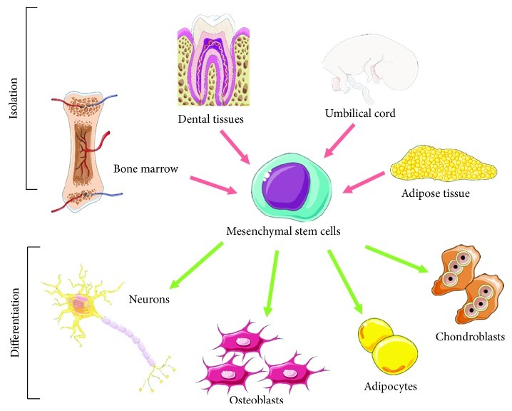 間充質(zhì)干細胞 (MSC) 的分離和分化潛能