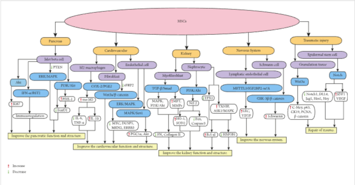 圖1：MSCs在個體靶組織或細胞中調(diào)節(jié)不同的信號通路，進而調(diào)節(jié)細胞因子的分泌水平，最終改善靶組織的功能和結(jié)構(gòu)。