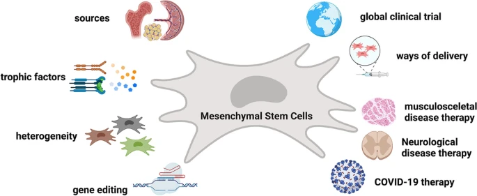 間充質(zhì)干細(xì)胞的細(xì)胞療法的全球趨勢簡要概述