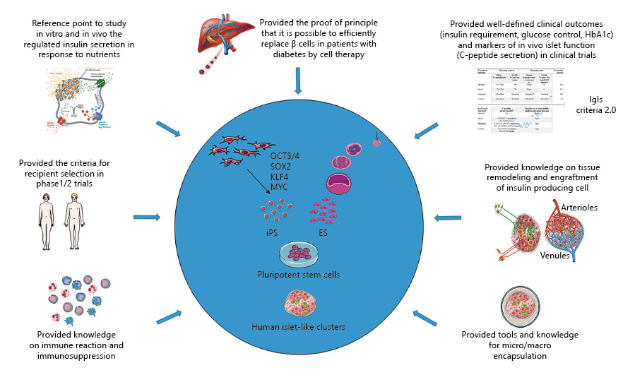 圖2：胰島移植對1型糖尿病干細(xì)胞衍生β細(xì)胞療法的貢獻。