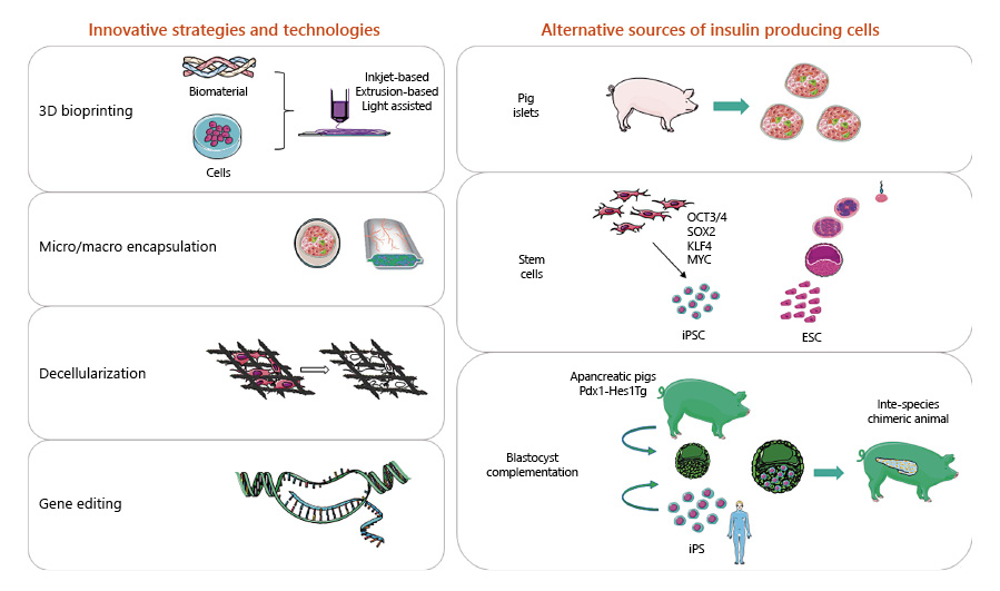 圖1：用于替代β細(xì)胞的胰島素生成細(xì)胞的創(chuàng)新技術(shù)和替代來源。