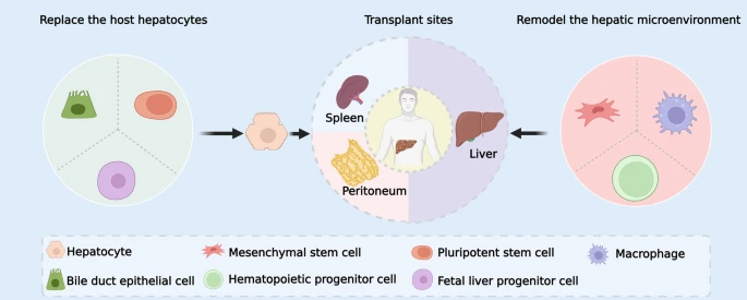 圖1：細胞治療的細胞來源和進入途徑。替換和重塑是細胞治療肝病的的兩個主要途徑。