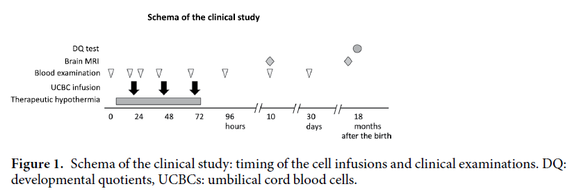 自體臍帶血回輸治療缺血性腦病的臨床研究方案