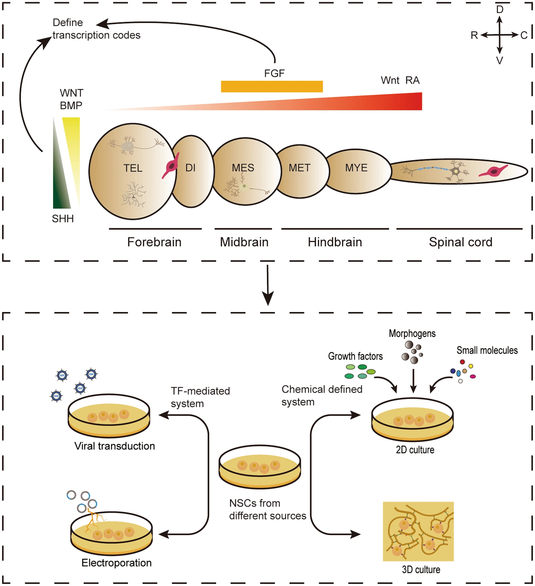 圖3：神經(jīng)譜系亞型規(guī)范的神經(jīng)發(fā)育原理，指導(dǎo)不同來源的NSC在體外定向分化。