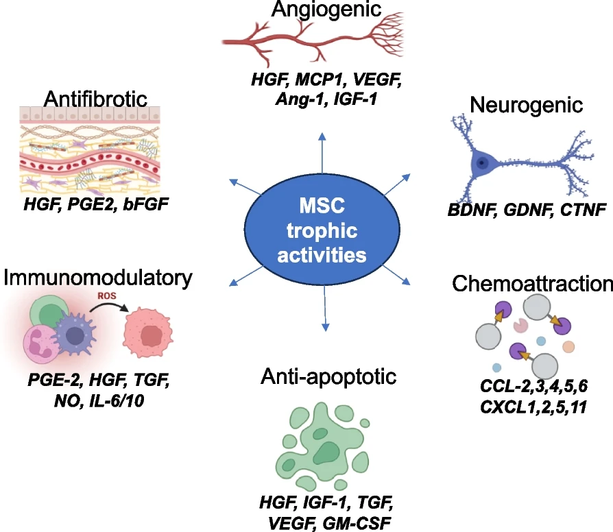 間充質(zhì)干細(xì)胞的功能：間充質(zhì)干細(xì)胞的關(guān)鍵營養(yǎng)功能和參與組織修復(fù)和免疫調(diào)節(jié)的生物活性因子的示意圖