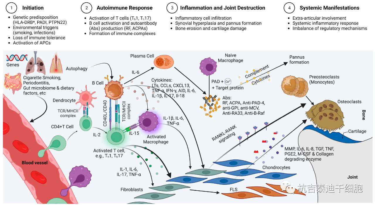 圖1：RA的免疫發(fā)病機制示意圖，強調(diào)了在RA發(fā)展中發(fā)揮關(guān)鍵作用的各種細胞和分子因素的復雜相互作用。