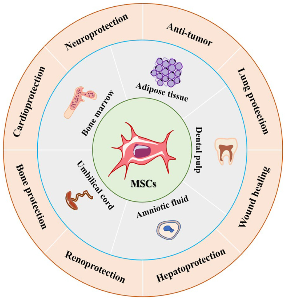 圖1：間充質(zhì)干細(xì)胞的來源和應(yīng)用。