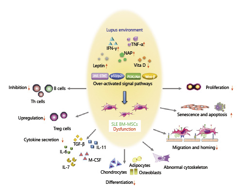 SLE中BM-MSC的功能障礙。來自狼瘡小鼠或患者的BM-MSC表現(xiàn)出遷移、增殖、分化和免疫調(diào)節(jié)能力受損，并且衰老加劇。SLE中體內(nèi)炎癥環(huán)境異常以及JAK-STAT、p53/p21、PI3K/Akt、Wnt/beta-catenin等信號通路的異?？赡芘cBM-MSCs的缺陷有關(guān)。