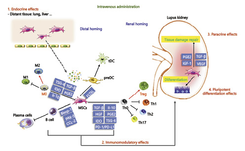 同種異體MSC治療LN的機制：通過分泌多種可溶性介質(zhì)，與T細胞、B細胞、巨噬細胞、DC等多種免疫細胞相互作用，發(fā)揮免疫調(diào)節(jié)功能；歸腎后促進修復和再生。