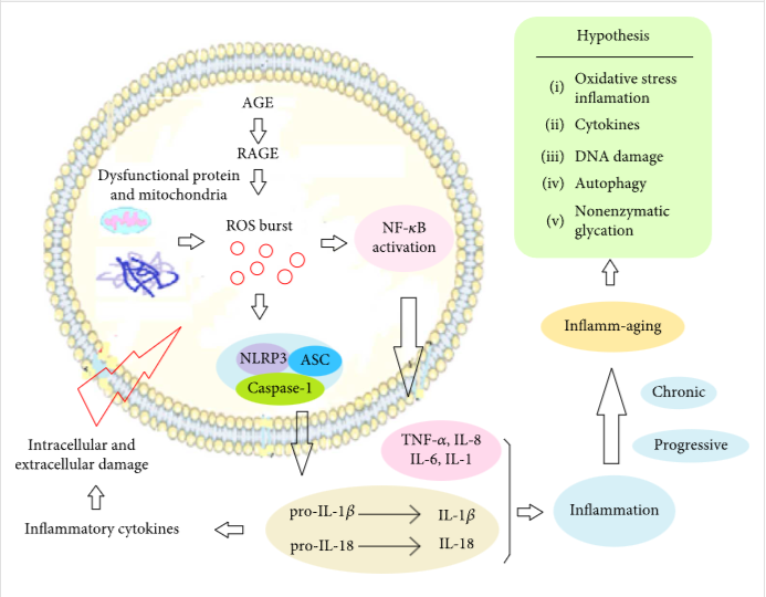 圖1：炎癥老化的機制