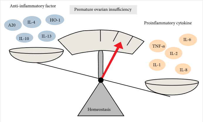 圖2：促炎細(xì)胞因子和抗炎細(xì)胞因子對卵巢早衰的調(diào)節(jié)