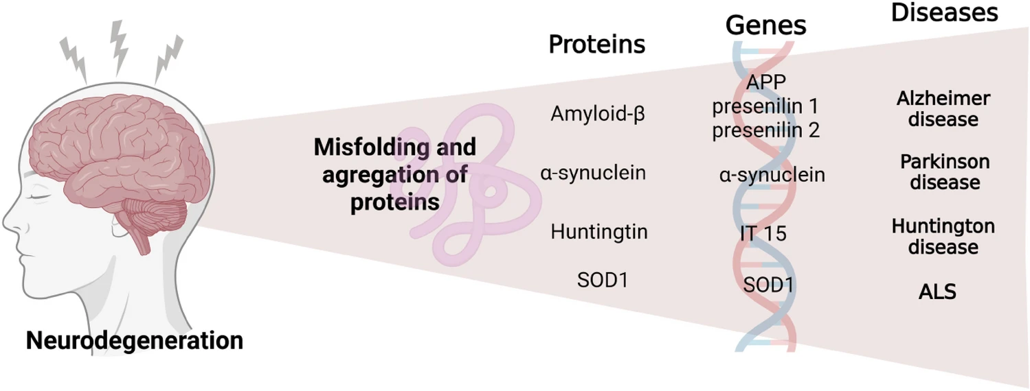 圖3：神經(jīng)退行性疾病發(fā)生的過程。