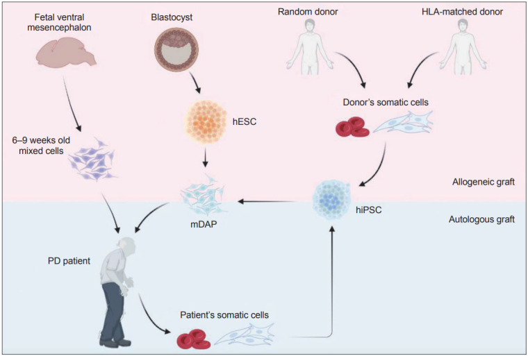 圖1：帕金森病 (PD) 細胞替代療法的潛在細胞來源比較。