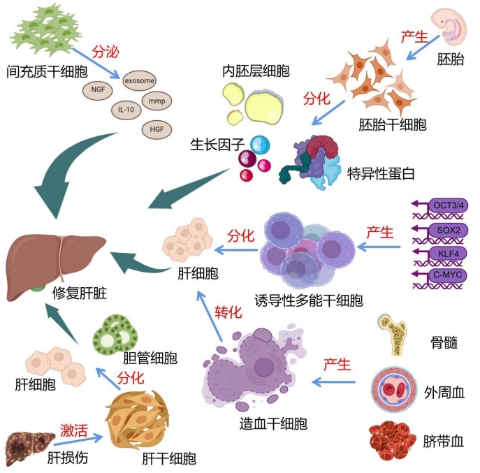 圖4：干細(xì)胞治療肝臟疾病的干細(xì)胞種類和作用機(jī)制圖