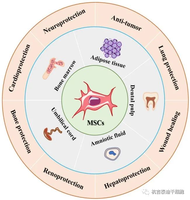 圖1：間充質干細胞的來源和應用