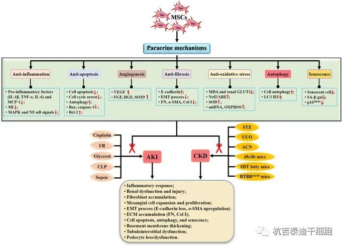 圖2：間充質干細胞治療腎臟疾病的機制