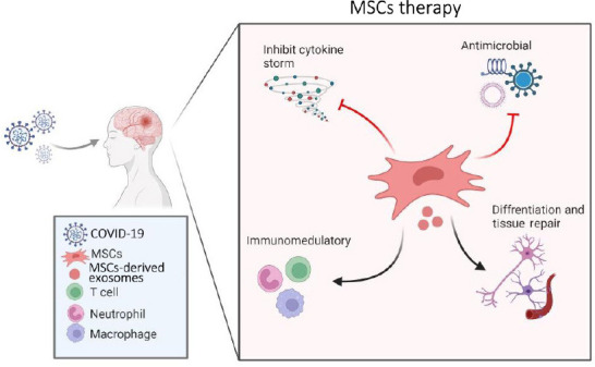 圖1：間充質(zhì)干細(xì)胞治療新冠病毒及相關(guān)中風(fēng)的擬議作用機(jī)制的示意圖