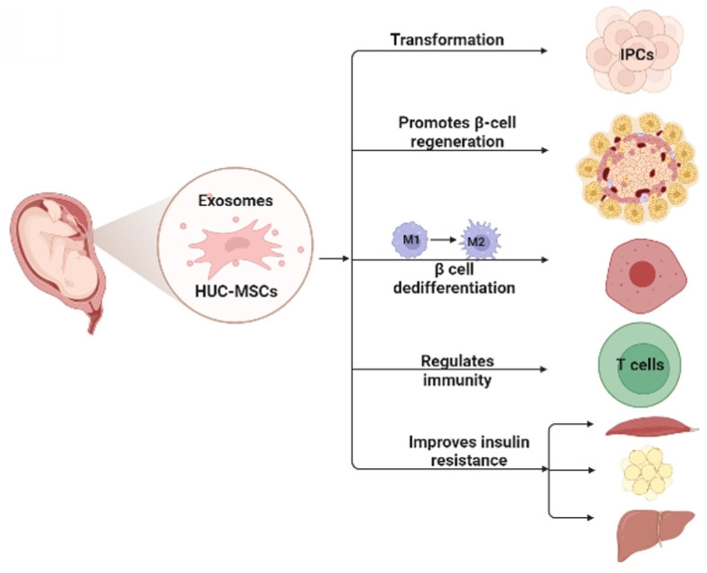 圖1：臍帶間充質(zhì)干細胞治療糖尿病的可能機制