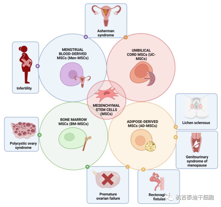 圖1：間充質(zhì)干細(xì)胞在婦科各種病癥和疾病中的治療潛力