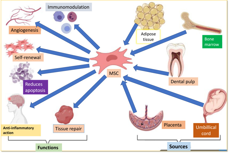 間充質(zhì)干細(xì)胞的來(lái)源和功能如圖1所示。
