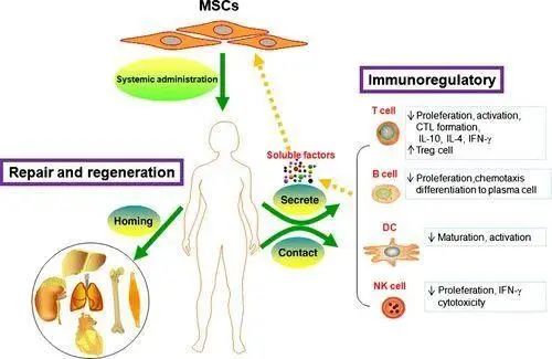 △ 間充質干細胞在治療紅斑狼瘡上的作用機制