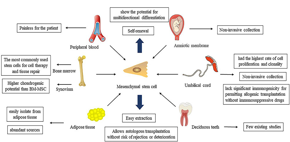 圖1：各種來(lái)源的間充質(zhì)干細(xì)胞：外周血、骨髓、脂肪組織、羊膜、臍帶、乳牙等。間充質(zhì)干細(xì)胞具有自我更新和多向分化的能力，不同來(lái)源的間充質(zhì)干細(xì)胞有不同的優(yōu)勢(shì)。