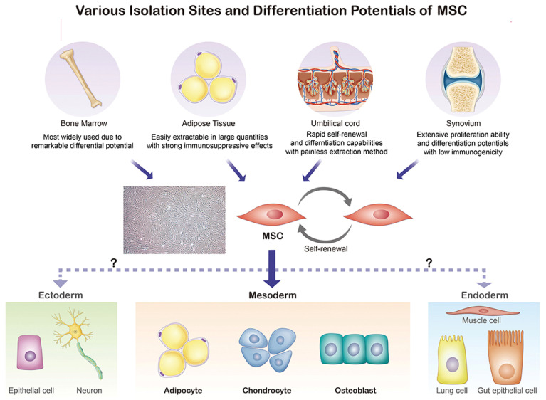 圖2：間充質(zhì)干細胞的起源和分化方向。