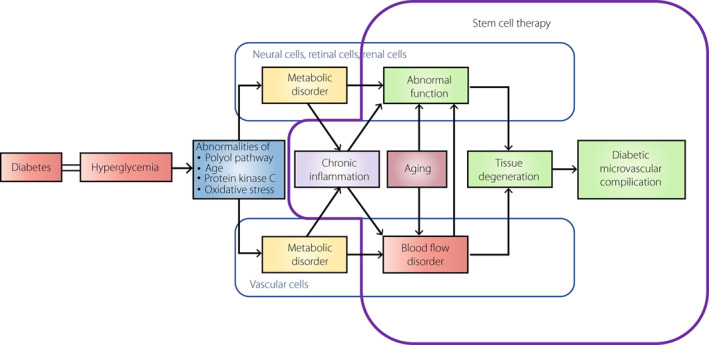 圖1：干細(xì)胞治療對(duì)糖尿病微血管并發(fā)癥的發(fā)病機(jī)制和進(jìn)展的可能性。