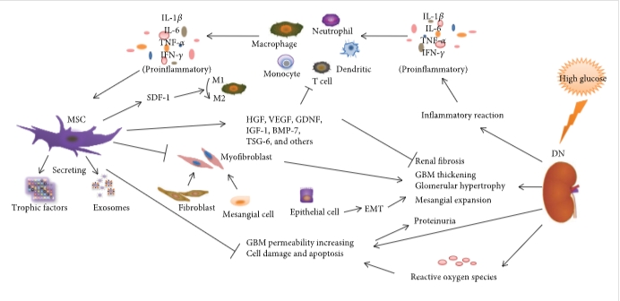 圖1：間充質(zhì)干細胞通過調(diào)節(jié)炎癥反應(yīng)、纖維化反應(yīng)和免疫細胞來減輕DN的病理變化和臨床表現(xiàn)