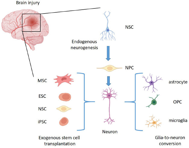 圖1：腦損傷干細胞移植后神經發(fā)生的多功能策略。